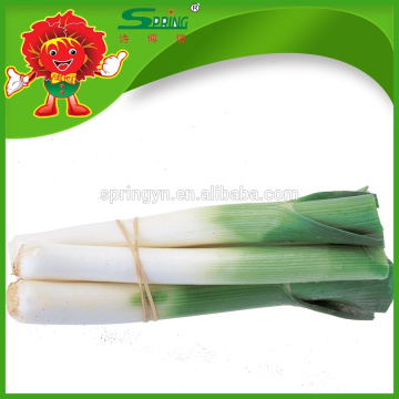 Hotsale Puerros frescos (allium tuberosum)